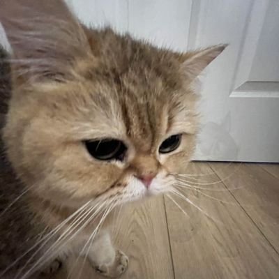 CrunchieKitty's profile picture. Here you can find daily cat pics of Crunchie Maybe more? (Crunchie is NOT scared of @MilesEdgyworth)