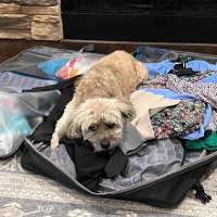 Griffon’s mom (@warrenwj28) 's Twitter Profile