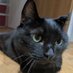 Cat Coder (@catcoder1210) Twitter profile photo Cat Coder (@catcoder1210) Twitter profile photo