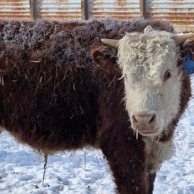 I love Jesus, my family, ranching and my friends. My passion is for the cattle industry because it's the best way of life.