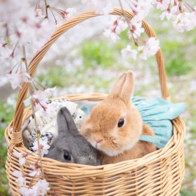2017年1月14日生♀ 🐰ネザーの たわしちゃん。ひとりっ子のワガママ娘💕バナナとお散歩、なでなでが大好き 2022年6月19日生♀ 🐰ネザーのダスキンちゃん。ひとりっ子のお転婆娘🙌 https://t.co/AJ2o3xLtSv