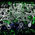 Neurotransmission and Purinergic Signaling Lab (@neuropursignal) Twitter profile photo Neurotransmission and Purinergic Signaling Lab (@neuropursignal) Twitter profile photo