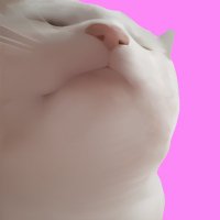 Vibe Cat (@vibecto) 's Twitter Profile