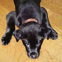 mayuai (@ma_yu_ai_b) 's Twitter Profile