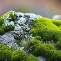 moss of shedtwt (@m0sscvts) 's Twitter Profile