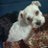 lizt77646036's profile image