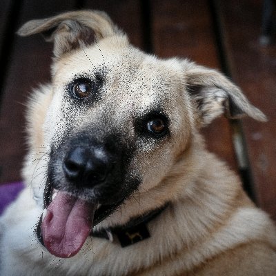 ShopDogStore's profile picture. Your one-stop shop for premium dog supplies! From food and toys to grooming products, we offer everything to keep your furry friend happy and healthy!