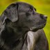 Bruadarach Labradors ๐ด๓ ง๓ ข๓ ณ๓ ฃ๓ ด๓ ฟ (@bruadarach_labs) Twitter profile photo Bruadarach Labradors ๐ด๓ ง๓ ข๓ ณ๓ ฃ๓ ด๓ ฟ (@bruadarach_labs) Twitter profile photo