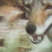 Darwin Rainer (@rainer_darwin) 's Twitter Profile