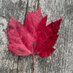 Peggy MacKinnon (@hereispegmack) Twitter profile photo Peggy MacKinnon (@hereispegmack) Twitter profile photo
