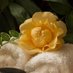 Masseuse Lilly (@greygoddess1) Twitter profile photo Masseuse Lilly (@greygoddess1) Twitter profile photo