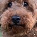 Paula Levy (@palbunch1966) Twitter profile photo