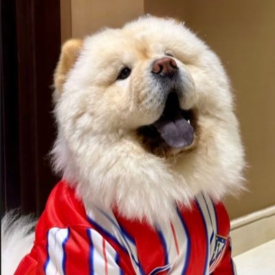 FitoMAD's profile picture. El @Atleti es amor, el #Atleti es dolor.