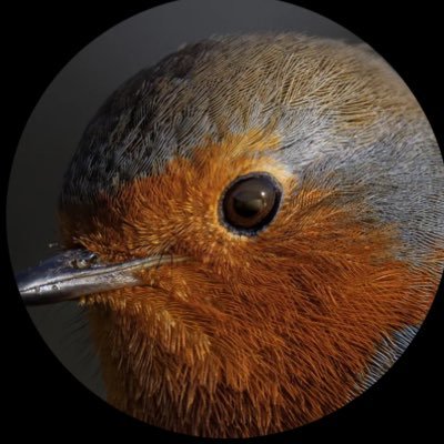 Polocola1's profile picture. Not today, satan, not today.