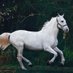 Steve Gill (@bighorses1960) Twitter profile photo Steve Gill (@bighorses1960) Twitter profile photo