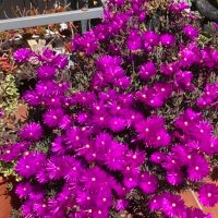 Fina Solà (@finasola1) 's Twitter Profile Photo