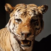 Keeken (@kweexter) 's Twitter Profile