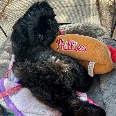 BaseballBetsy's profile picture. Married to @BaseballRoss. Member of the Internet Baseball Writers Of America @IBWAA Phillies & Blue Jays coverage from Florida.