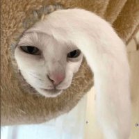 Jaggot Fagass (@jaggot_fagass) 's Twitter Profile Photo Jaggot Fagass (@jaggot_fagass) 's Twitter Profile Photo
