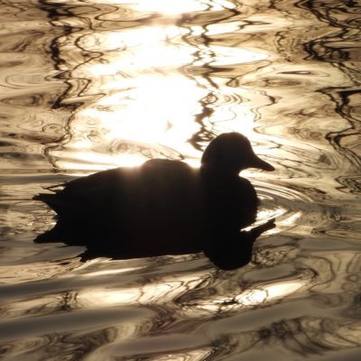 a learning keen photographer who loves taking pictures of landscapes, scenery, eye catching shots, birds, wildlife, classic cars and sporting shots.