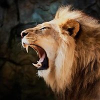 Roaring Lion (@bullishonrwa) 's Twitter Profile