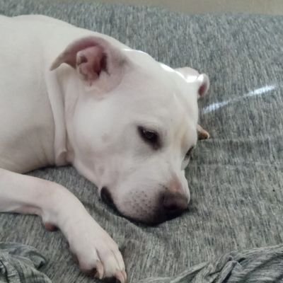ChipM's profile picture. MAGA/MAHA
Father and business owner from Iowa🇺🇲
 Sarcasm comes naturally