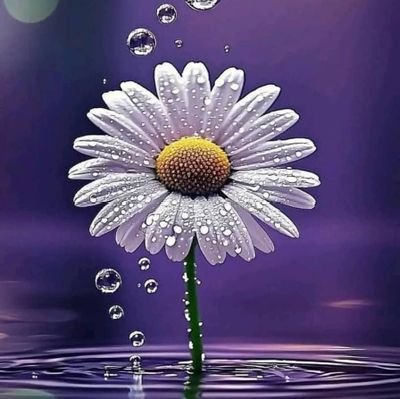 llsdy117417's profile picture. 