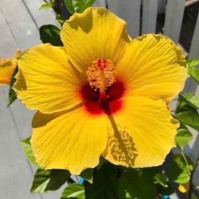 lisalyl88's profile picture. Music is life🩷 Dramas, music, books, flowers and laughter 🩷