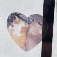 maya (@mayacats_) 's Twitter Profile Photo maya (@mayacats_) 's Twitter Profile Photo