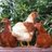 5roosters's profile image