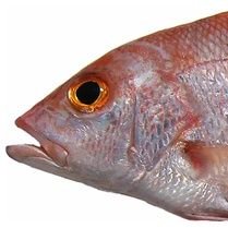 GeneralUrbina's profile picture. 