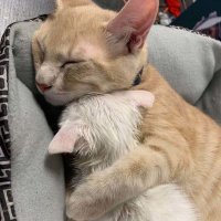 Friends of Loudoun County (VA), Animals (@flcas2018) 's Twitter Profile Photo Friends of Loudoun County (VA), Animals (@flcas2018) 's Twitter Profile Photo