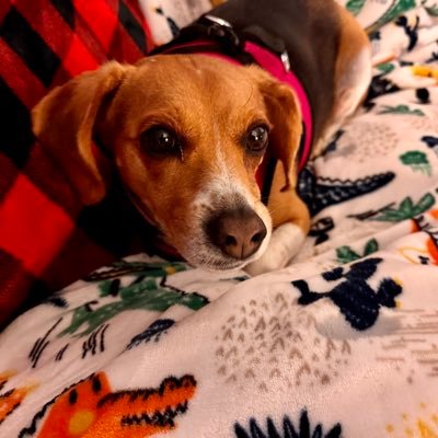 DaphneB53092's profile picture. Independent thinker & Boomer ❤️Dogs/Beagles❤️Be kind to animals and other living beings Catholic    Always be Grateful 🍀Treat others w respect🇺🇸🇺🇸