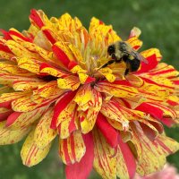 KrisTheGardener (@kfendin) 's Twitter Profile Photo