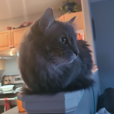 kevin15016359's profile picture. I see the evil