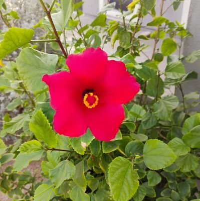 crazylife2025's profile picture. FSD Republican 🇺🇸