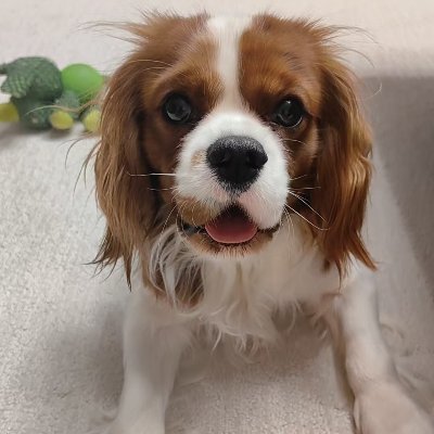 Eddie531698418's profile picture. 毛茸茸观察日记👀
人间烟火收藏夹🎞
多巴胺的供应商🥳
关注我，必回关🤝