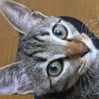 nekomura-stardust. (@real_nekomura) 's Twitter Profile