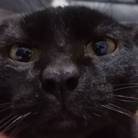 Renge (@renge_nee) 's Twitter Profile