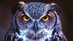 fedecanobbio's profile picture. 