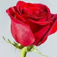 بنت الرياض (@rvil88ivja33043) 's Twitter Profile