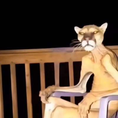 el_chibrinho's profile picture. 