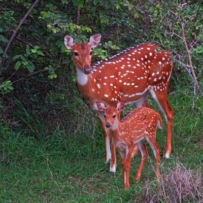 Save City Forests Profile