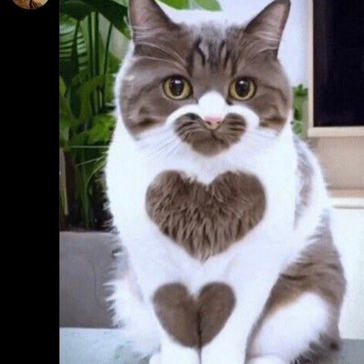 roseant70's profile picture. Food Enthusiast | Animal Lover