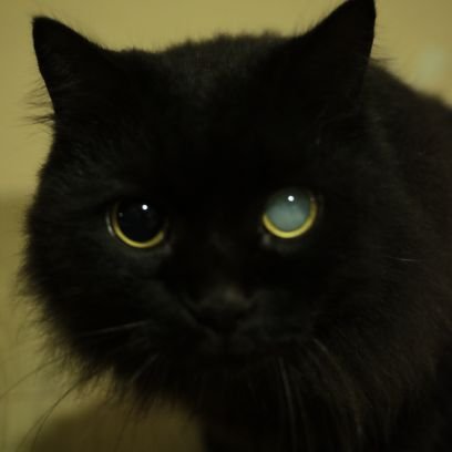 EwinRachman's profile picture. digital dumpster.
tak jarang suka mengepul CHROME 🦅