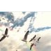 Sea_Gull (@seagull790) Twitter profile photo