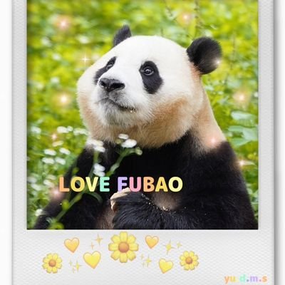 福宝が大好きです🐼💛
宝ファミリーと 飼育士さんが 健康で 幸福でありますように🥰🍀
2025年3月15日から投稿 開始