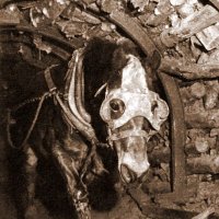 ᴄᴏᴀʟ ᴍɪɴᴇѕ ᴘɪᴛ ᴘᴏɴɪᴇѕ (@sdortaz65) 's Twitter Profile