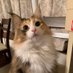 うし (@pokeusi) Twitter profile photo うし (@pokeusi) Twitter profile photo