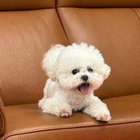 N. 🍑 VIPnowFAM (@bbummbblle_bee) 's Twitter Profile Photo